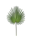 Fan Palm Leaf