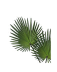 Fan Palm Leaf