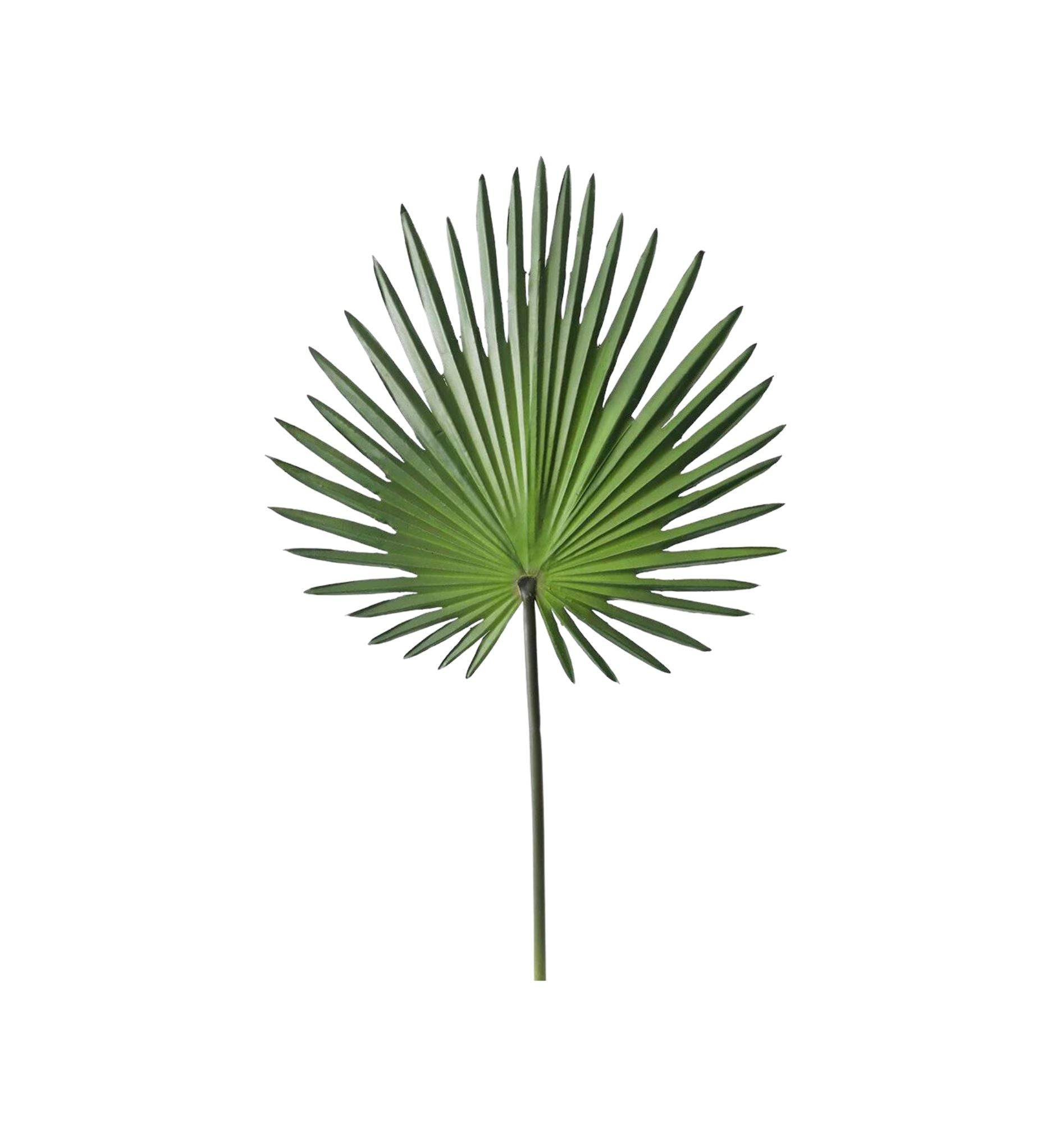 Fan Palm Leaf