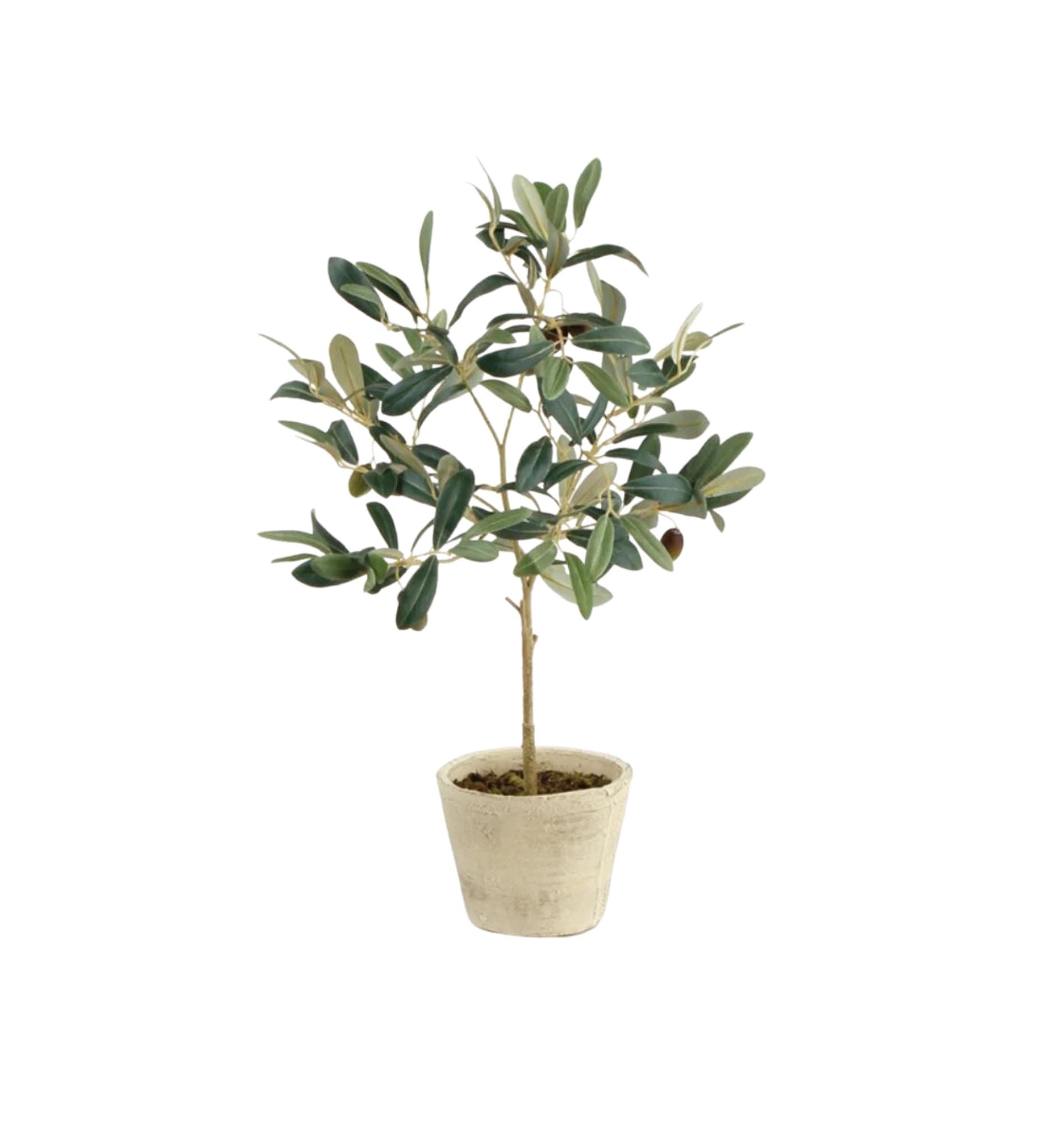 Potted Olive Tree