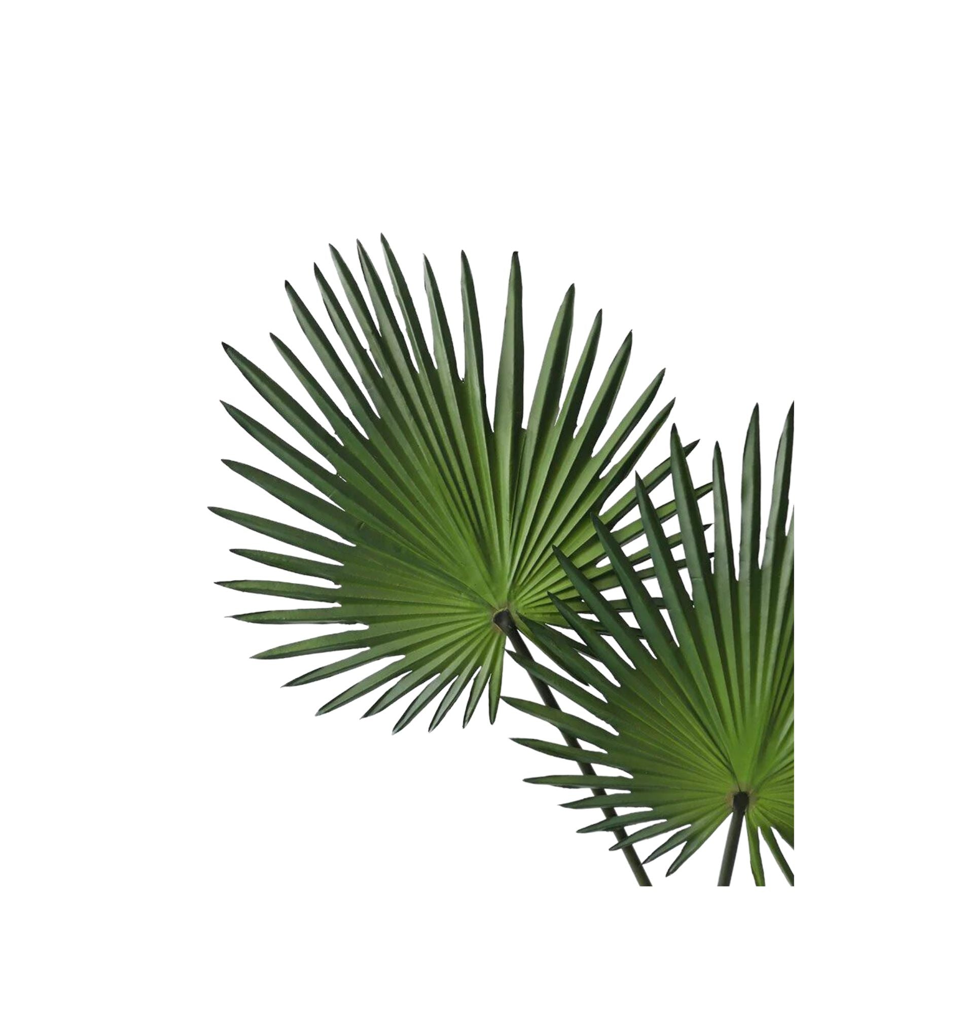 Fan Palm Leaf